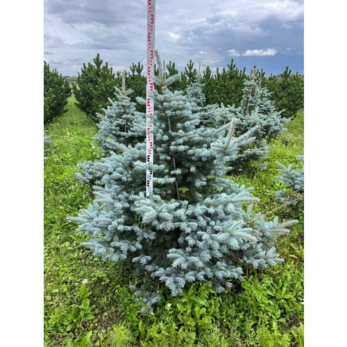 Фото товара Ель колючая Фат Альберт - вид 5