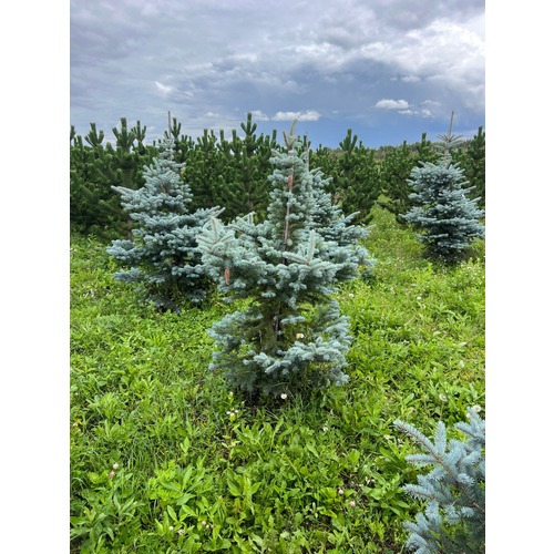 Фото товара Ель колючая Фат Альберт - вид 4