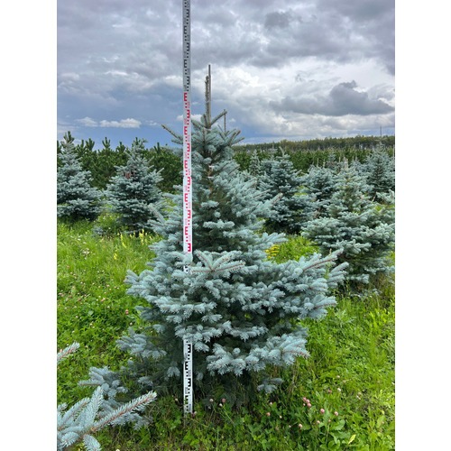 Фото товара Ель колючая Фат Альберт - вид 6