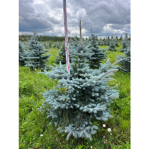 Фото товара Ель колючая Фат Альберт - вид 7