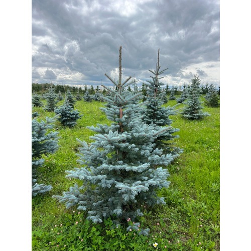 Фото товара Ель колючая Фат Альберт - вид 1