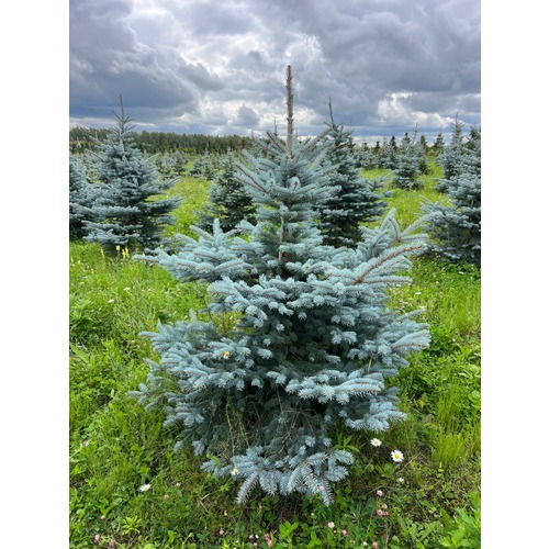 Фото товара Ель колючая Фат Альберт - вид 2