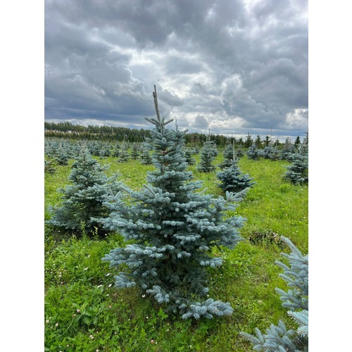 Фото товара Ель колючая Фат Альберт - вид 3