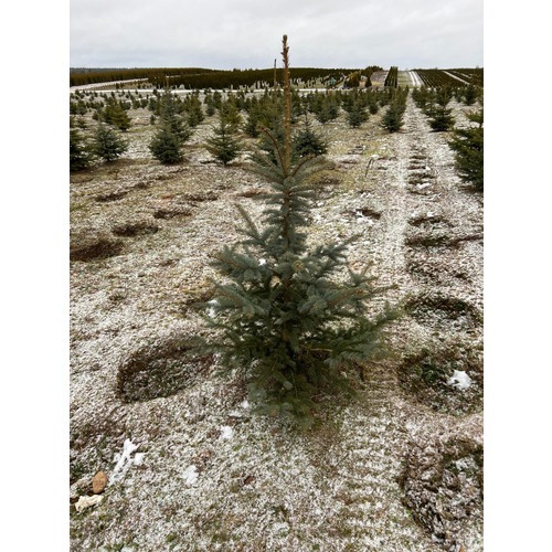 Фото товара Ель Голубая Кейбаб - вид 1