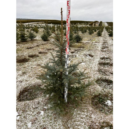 Фото товара Ель Голубая Кейбаб - вид 7