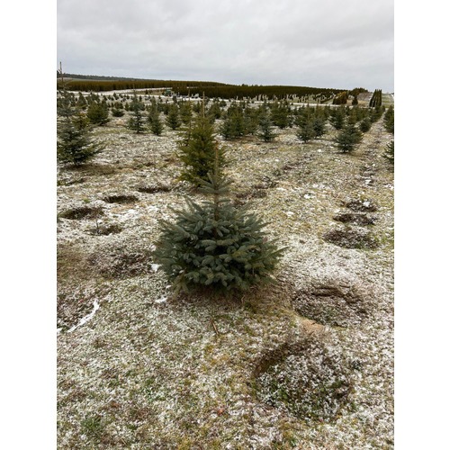 Фото товара Ель Голубая Кейбаб - вид 3