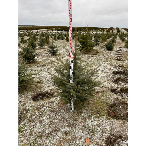 Фото товара Ель Голубая Кейбаб - вид 8