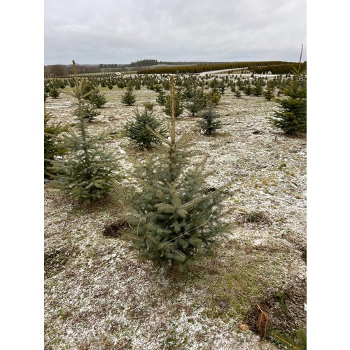 Фото товара Ель Голубая Кейбаб - вид 5