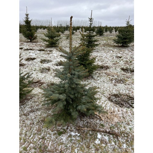 Фото товара Ель Голубая Кейбаб - вид 6