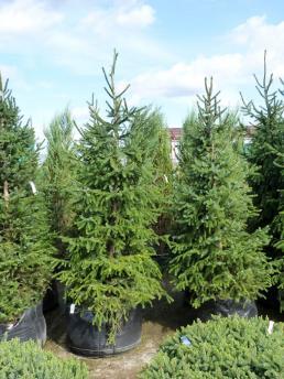 Ель купить в питомнике - Цены на саженцы обыкновенной, колючей, голубой ...