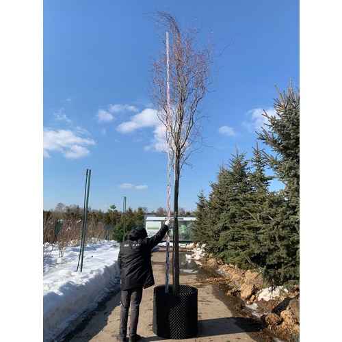 Фото товара Ива извилистая  - вид 2