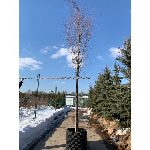 Фото товара Ива извилистая  - вид 1