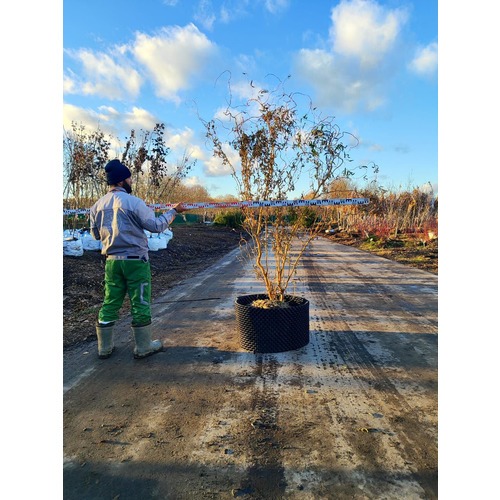 Фото товара Ива извилистая  - вид 3