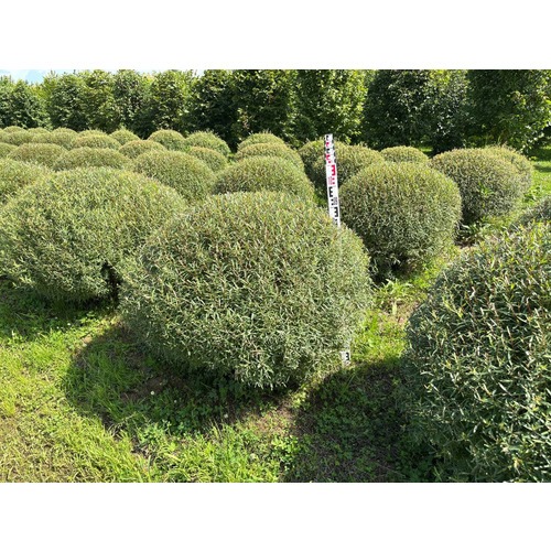 Фото товара Ива пурпурная Нана - вид 8