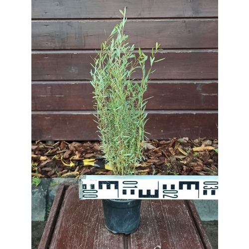 Фото товара Ива пурпурная Нана - вид 7