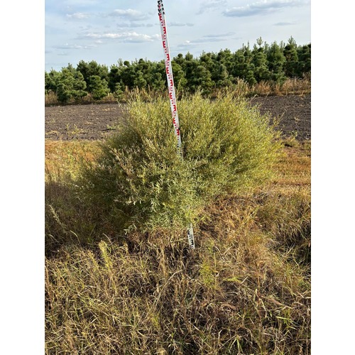 Фото товара Ива пурпурная Нана - вид 9