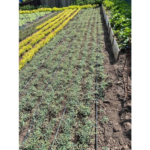 Фото товара Ива пурпурная Нана - вид 1