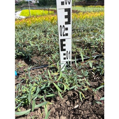 Фото товара Ива пурпурная Нана - вид 3