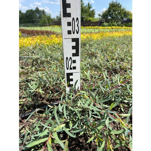 Фото товара Ива пурпурная Нана - вид 4