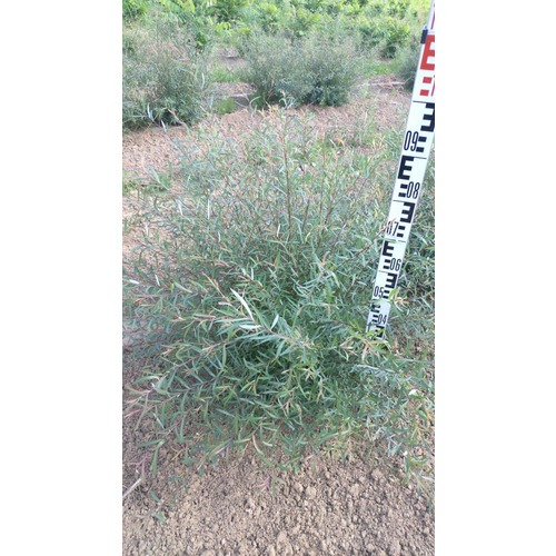 Фото товара Ива пурпурная Нана - вид 5