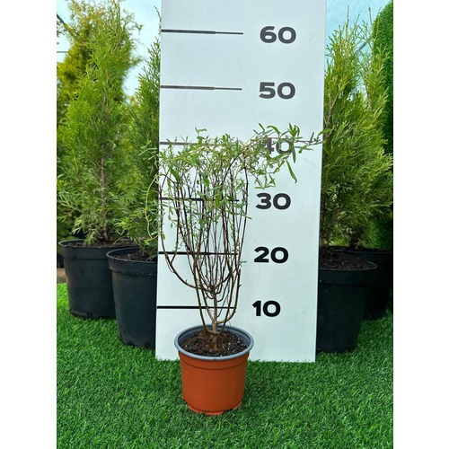 Фото товара Ива пурпурная Нана - вид 6