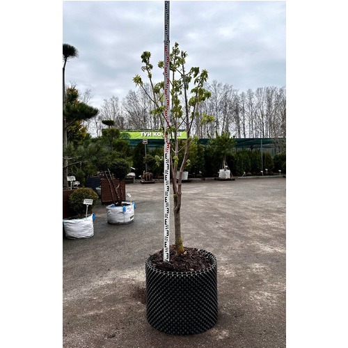 Фото товара Каштан конский - вид 2