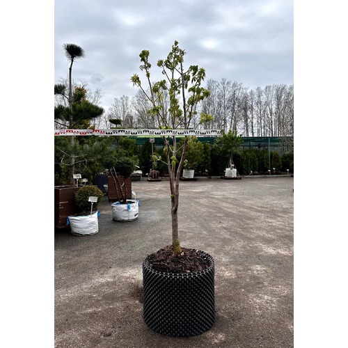 Фото товара Каштан конский - вид 3