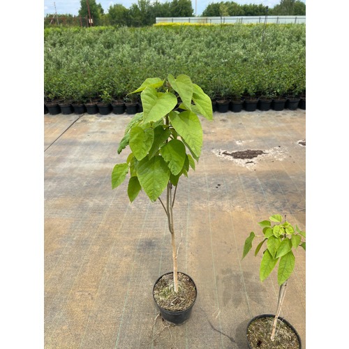 Фото товара Катальпа бигнониевидная Нана  - вид 2