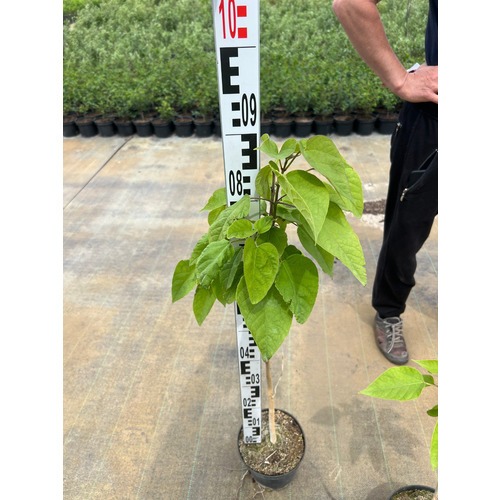 Фото товара Катальпа бигнониевидная Нана  - вид 3