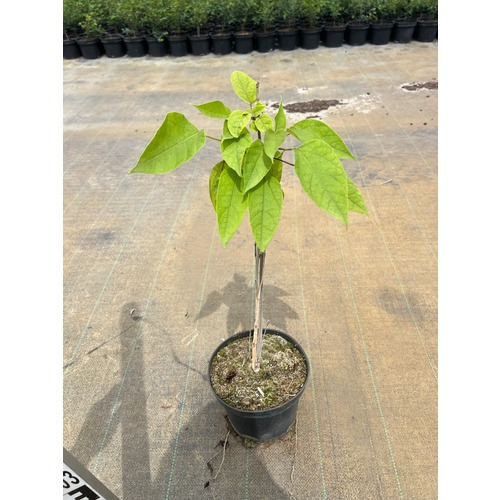 Фото товара Катальпа бигнониевидная Нана  - вид 1