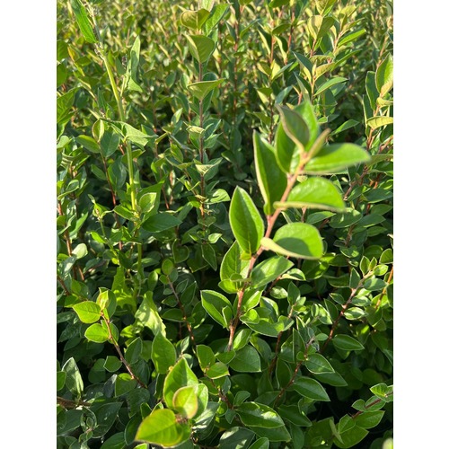 Фото товара  - вид 1