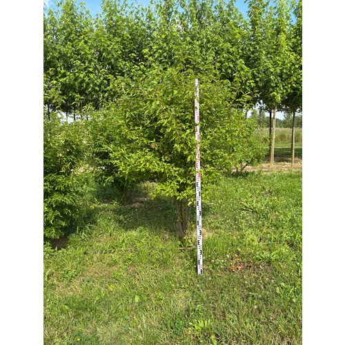 Фото товара Клён Гиннала форма зонт - вид 8