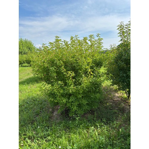 Фото товара Клён Гиннала форма зонт - вид 5