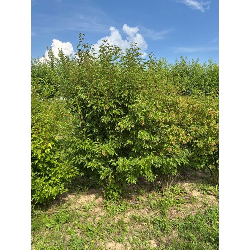 Фото товара Клён Гиннала форма зонт - вид 3