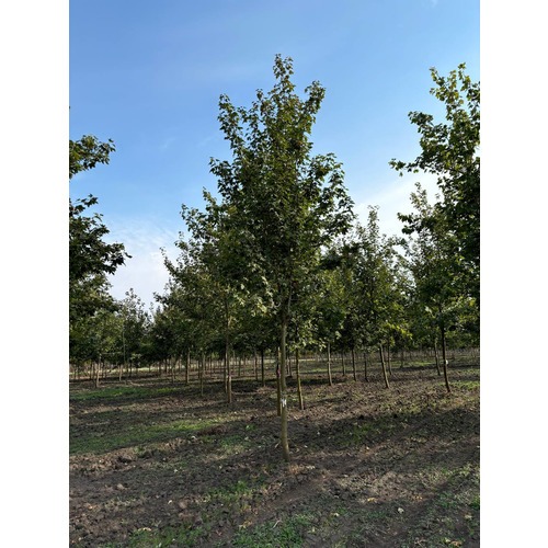 Фото товара  - вид 1