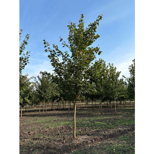 Фото товара  - вид 2