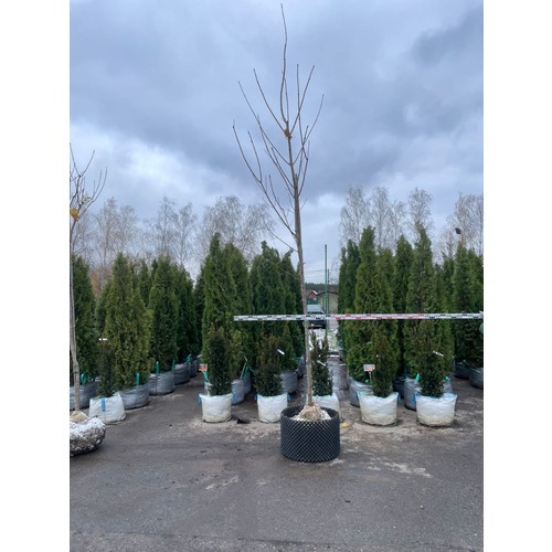 Фото товара  - вид 4