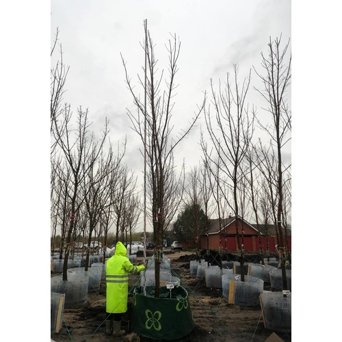 Фото товара  - вид 5