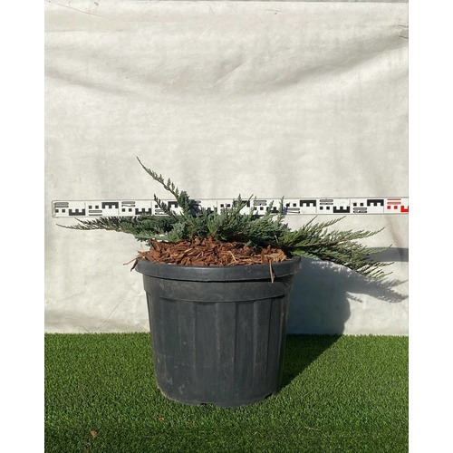 Фото товара Можжевельник (все&nbsp;сорта) - вид 6