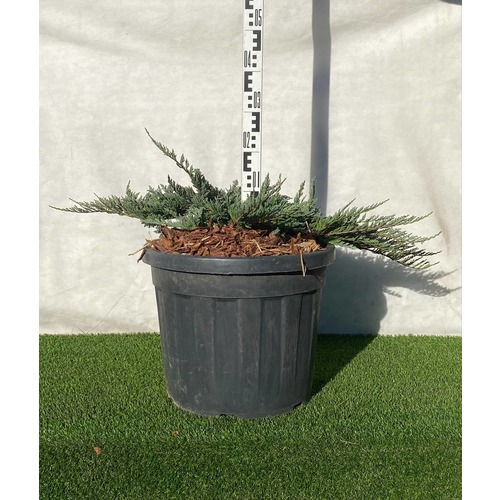 Фото товара Можжевельник (все&nbsp;сорта) - вид 8