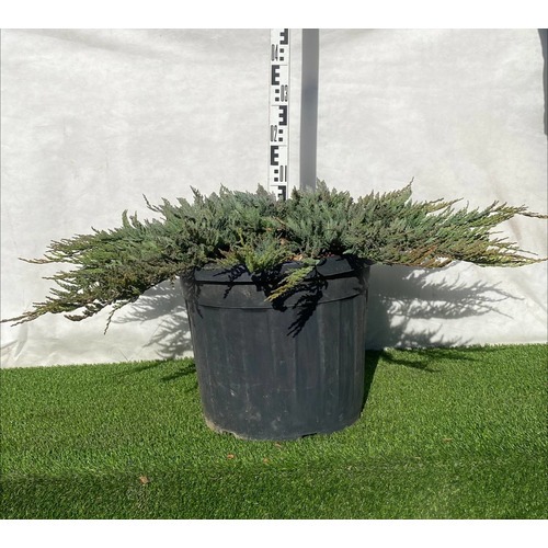 Фото товара Можжевельник (все&nbsp;сорта) - вид 1