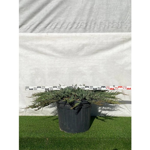 Фото товара Можжевельник (все&nbsp;сорта) - вид 7