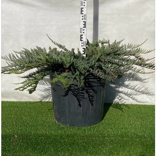 Фото товара Можжевельник (все&nbsp;сорта) - вид 9