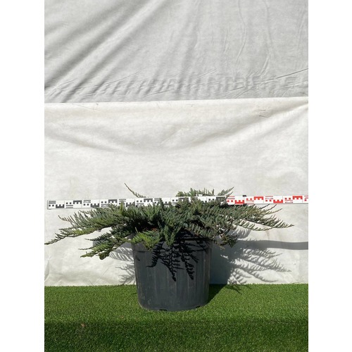 Фото товара Можжевельник (все&nbsp;сорта) - вид 5