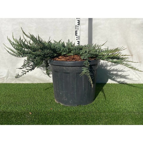 Фото товара Можжевельник (все&nbsp;сорта) - вид 4