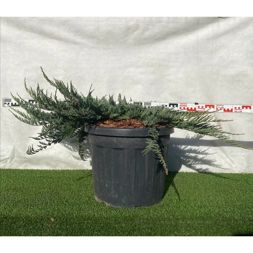 Фото товара Можжевельник (все&nbsp;сорта) - вид 3