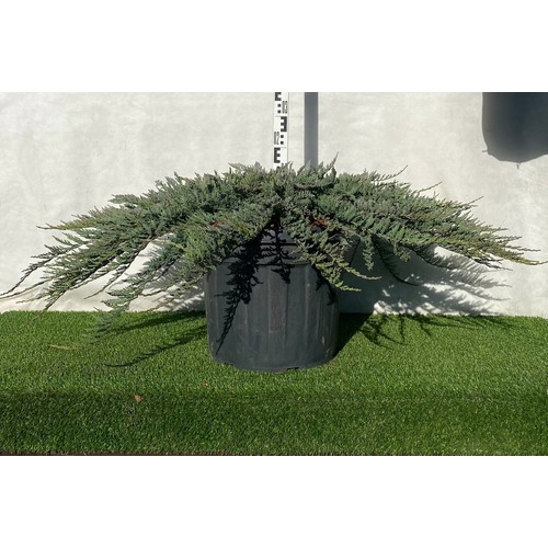 Фото товара Можжевельник (все&nbsp;сорта) - вид 2