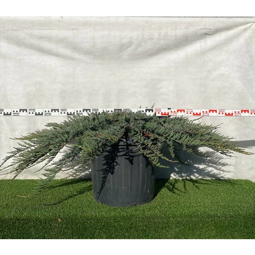 Фото товара Можжевельник (все&nbsp;сорта) - вид 10