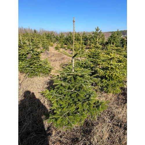 Фото товара Пихта Нордмана - вид 5