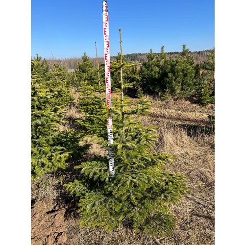 Фото товара Пихта Нордмана - вид 8